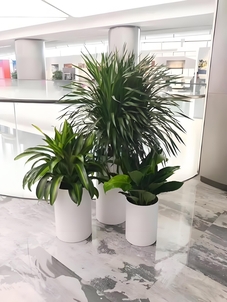 宁波海曙盆景租赁，轻松营造充满绿意的美好空间